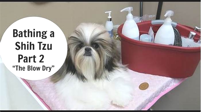 Can you let a Shih Tzu air dry?