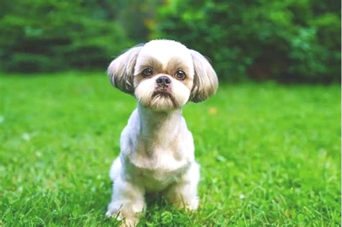 Can you overfeed a Shih Tzu?