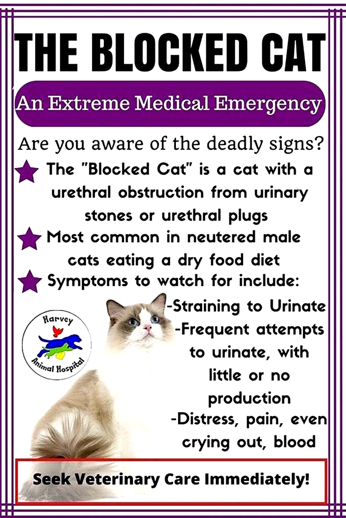 Can you treat a cat blockage at home?