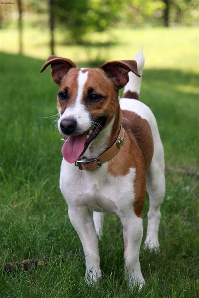 Do Jack Russell terriers like to be picked up?