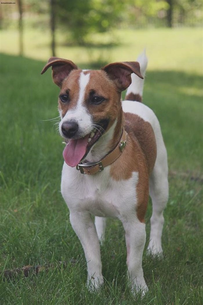 Do Jack Russells have a favorite person