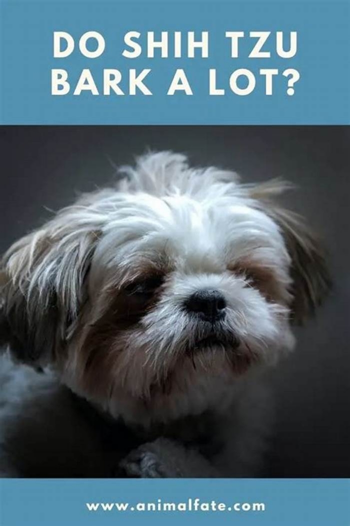 Do Shih Tzu bark a lot?