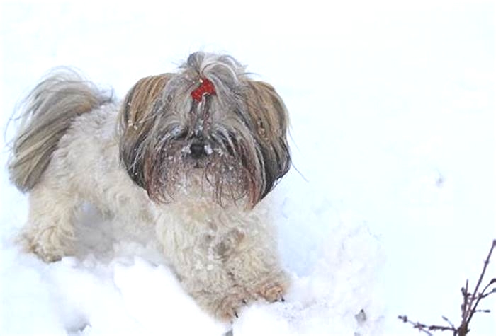 Do Shih Tzus get cold outside?