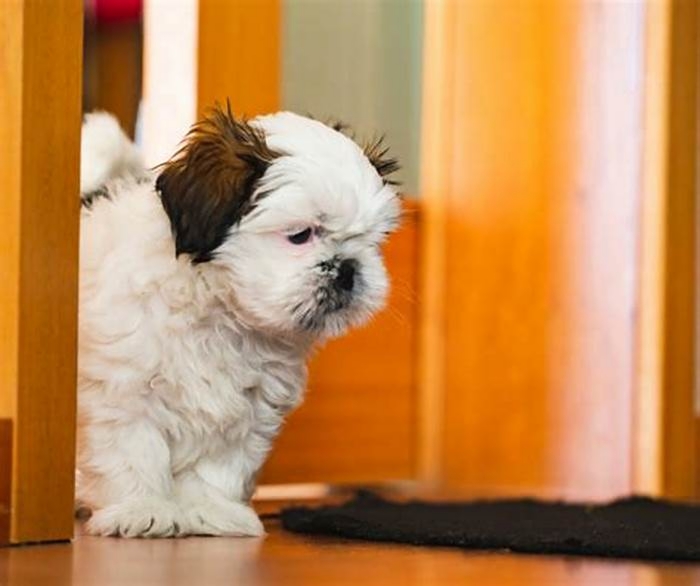 Do Shih Tzus get separation anxiety?