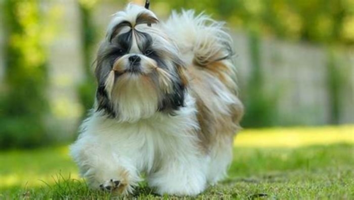 Do Shih Tzus need another dog