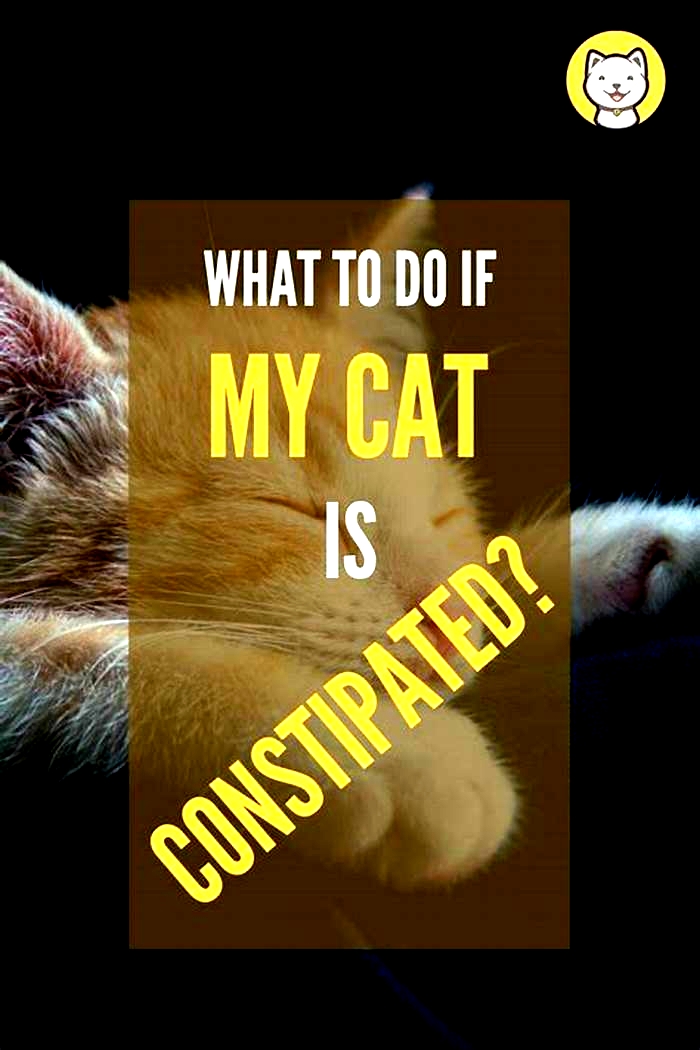 Do cats meow when constipated