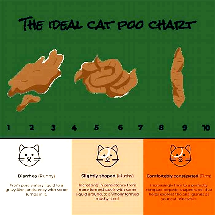 Do cats need fiber to poop?