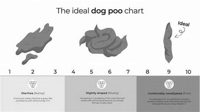 Do dogs poop less on a raw diet