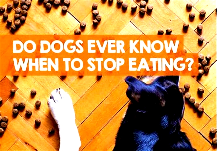 Do dogs stop eating when they are full?