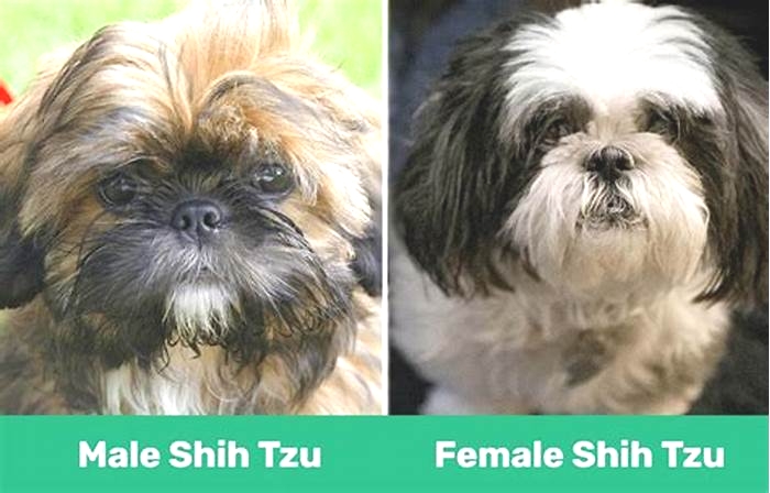 Do male or female Shih Tzu live longer?