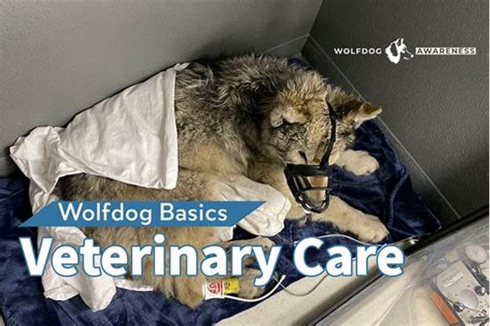 Do vets treat wolfdogs?