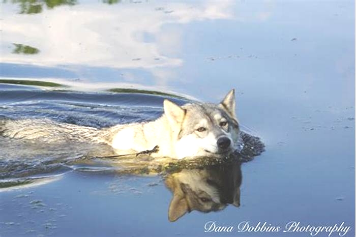 Do wolf dogs like to swim