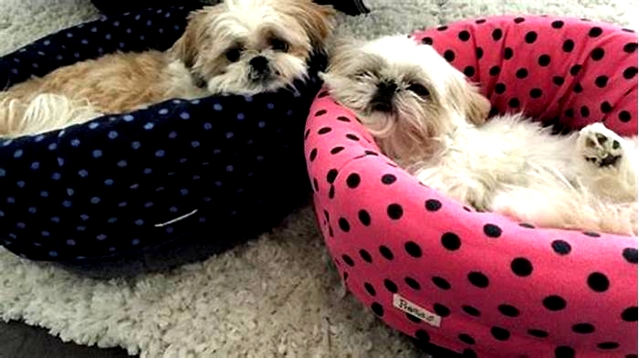 Does Shih Tzu like to cuddle?