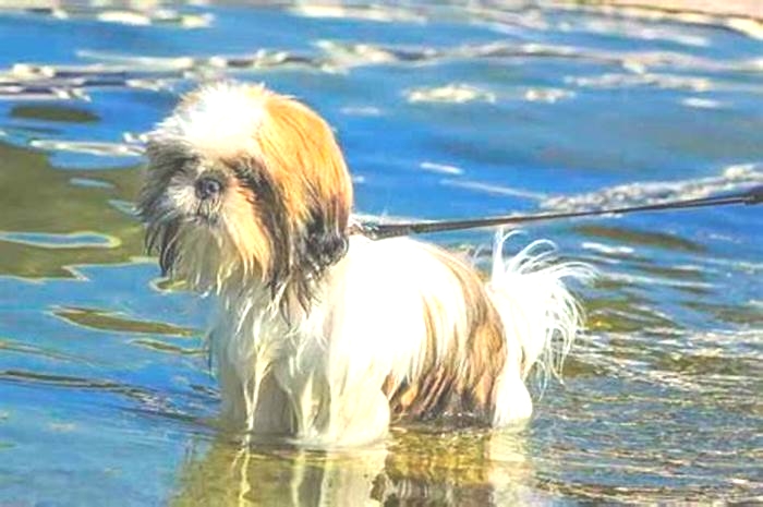 Does Shih Tzu like to swim