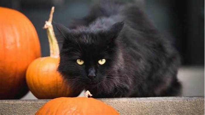 Does canned pumpkin help cats with constipation?