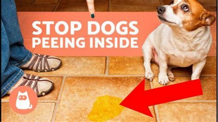 Does vinegar stop dogs from peeing in the house?