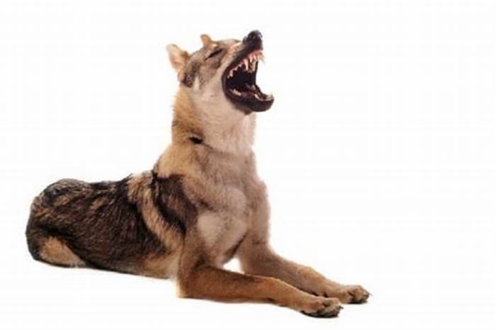 How aggressive are wolf dogs?