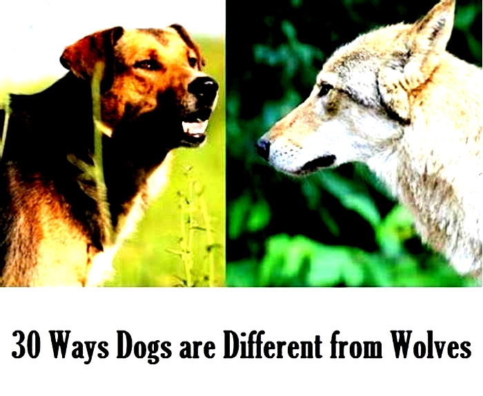 How are wolf dogs different from regular dogs