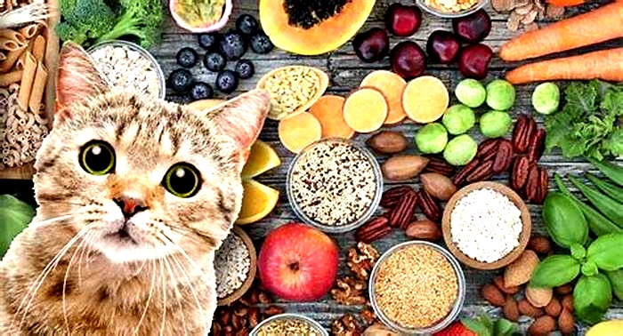 How do I add fiber to my cat's diet?