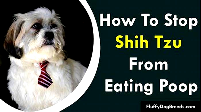 How do I get my Shih Tzu to stop eating everything?