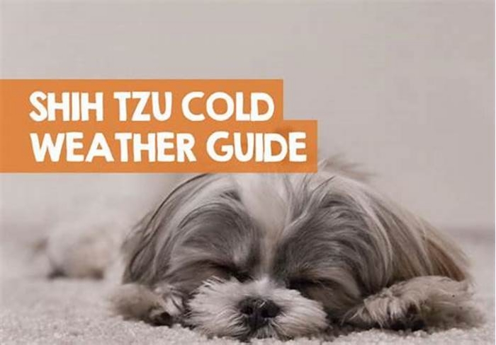 How do I know if my Shih Tzu is cold?