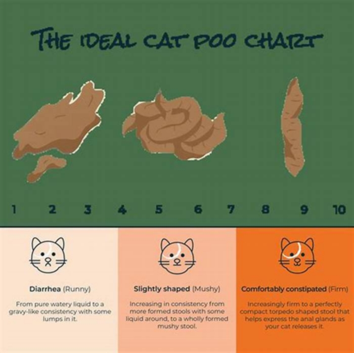 How do I make my cats poop less soft