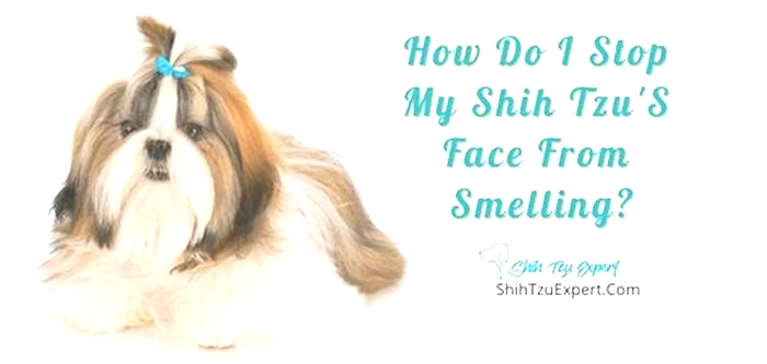 How do I stop my Shih Tzu face from smelling