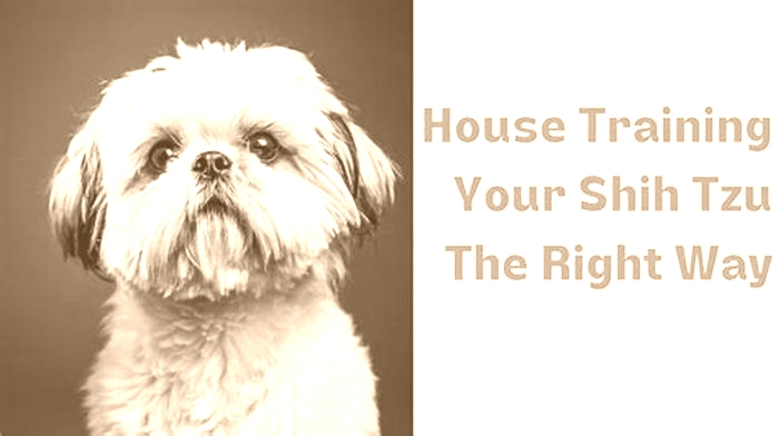 How do I stop my Shih Tzu from peeing everywhere?