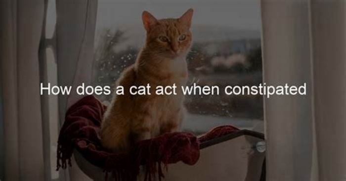 How do cats act when constipated?