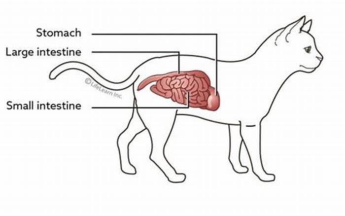 How do you know if your cat has inflammatory bowel disease