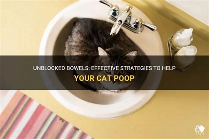 How do you unblock a cat s bowels