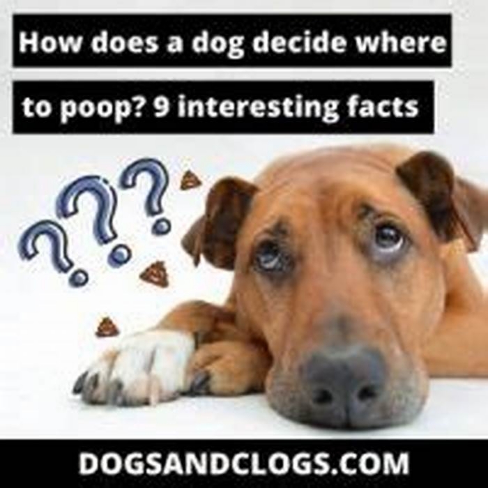 How does a dog decide where it wants to poop?