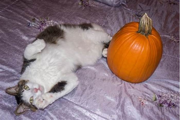 How fast does pumpkin work for cat constipation?