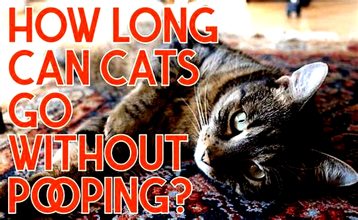 How long can a cat go without pooping