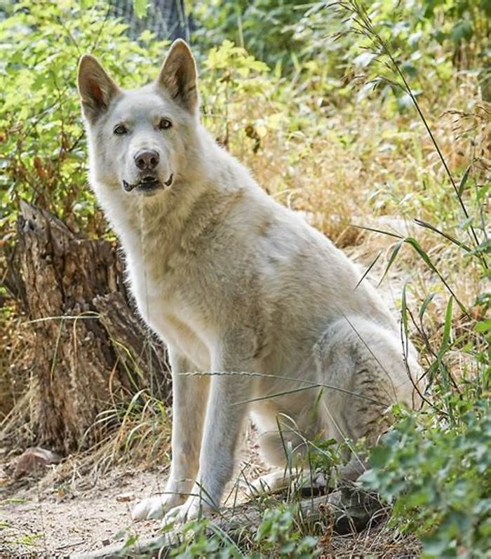 How long do low content wolf dogs live?