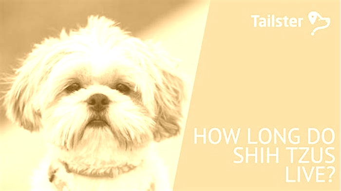 How long do most Shih Tzus live