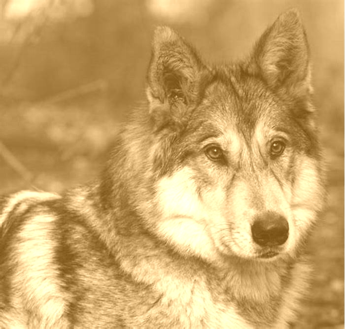 How long do wolf dog hybrids live?