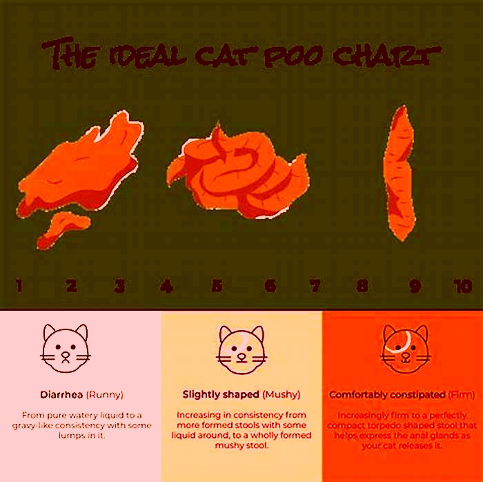 How long does it take for a cat to poop after eating pumpkin?