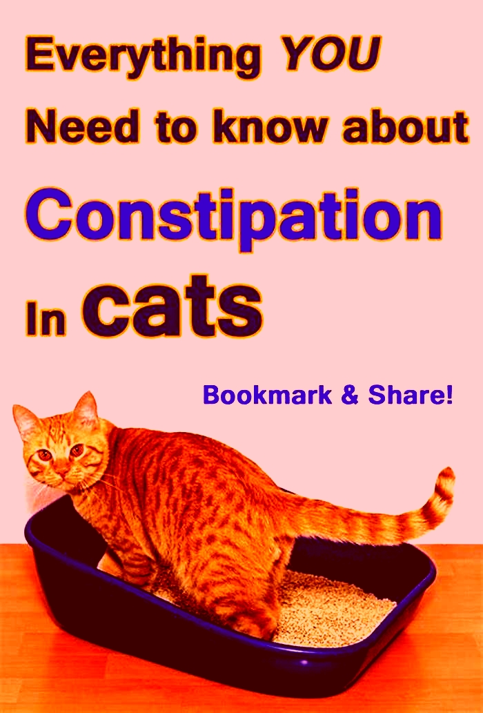 How long is too long for a cat to be constipated?