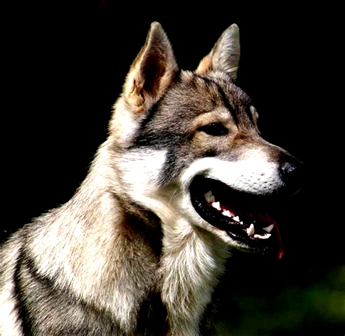 How loyal are wolf dogs