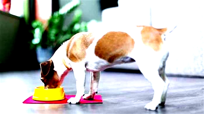 How many cups of food should a Jack Russell eat?