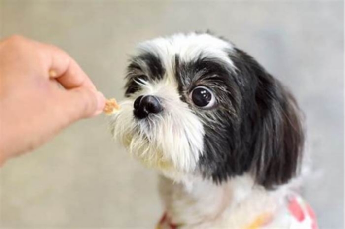 How many eggs should a Shih Tzu eat a day?