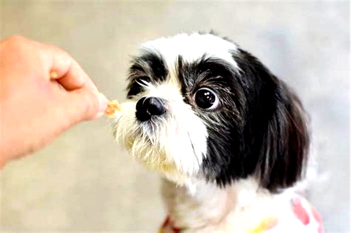 How many times a day should I feed a Shih Tzu?