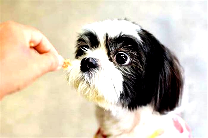 How many times a day should I feed my Shih Tzu?