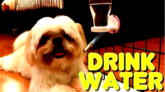 How many times a day should a Shih Tzu drink water?