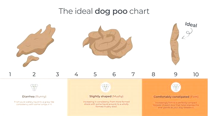 How many times a day should my dog poop on a raw diet