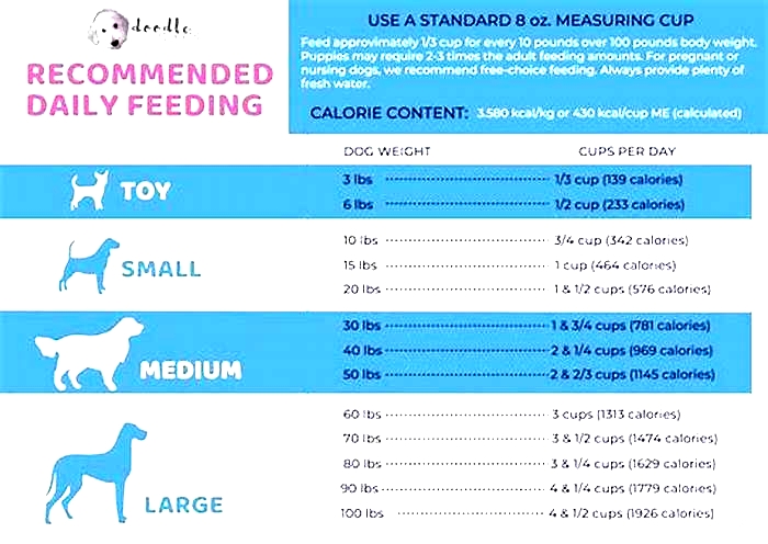 How many times a day should you feed a Jack Russell