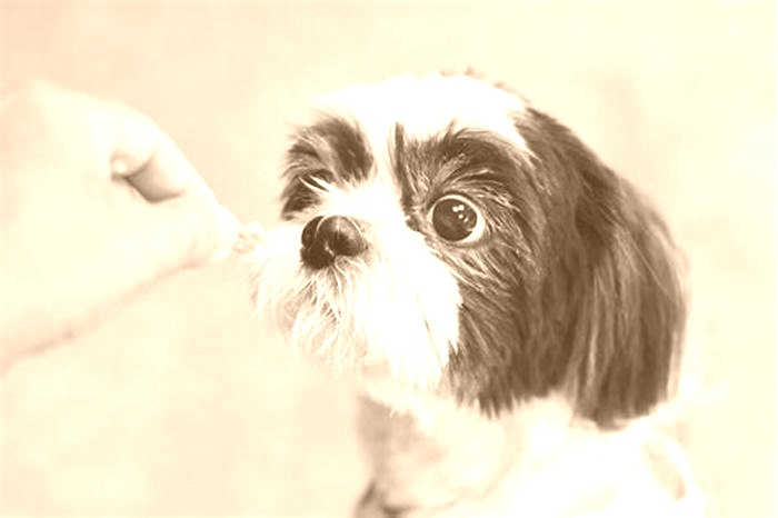 How many times should a 2 month Shih Tzu eat?