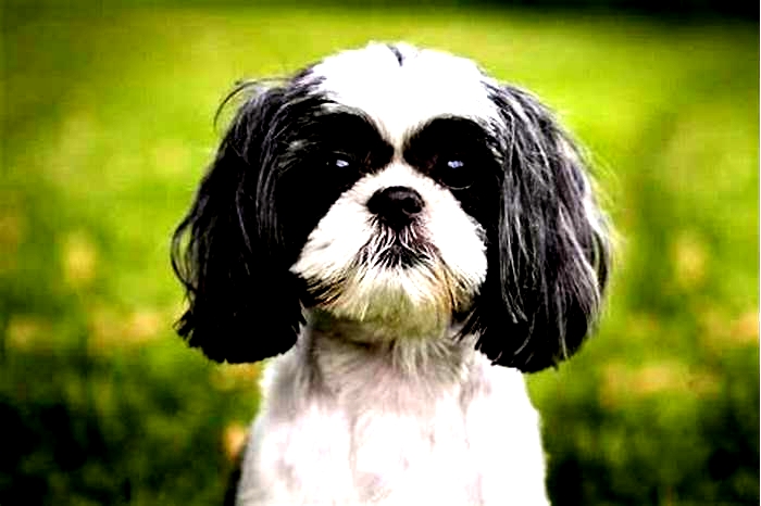 How many years does a Shih Tzu live