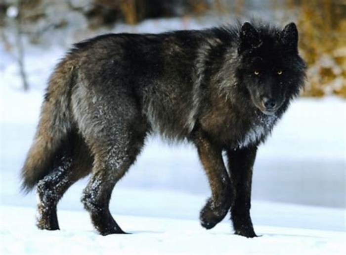 How much does a wolf dog cost in the US?